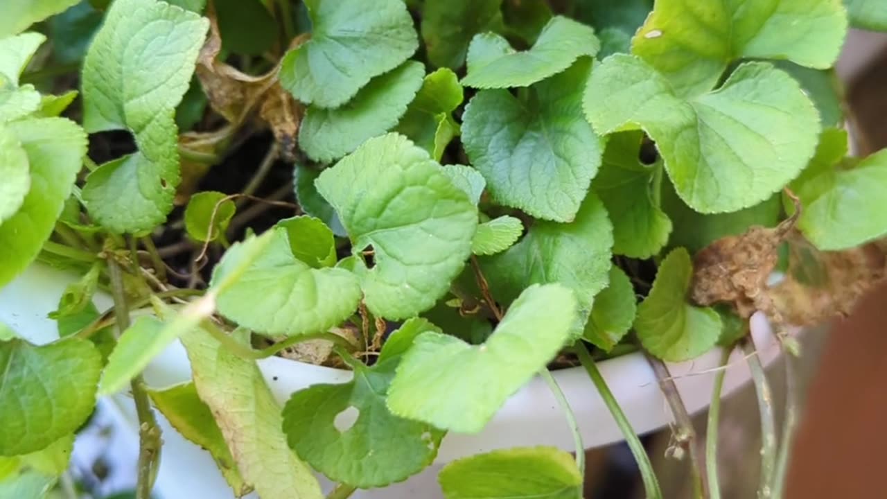 Little purple flowers