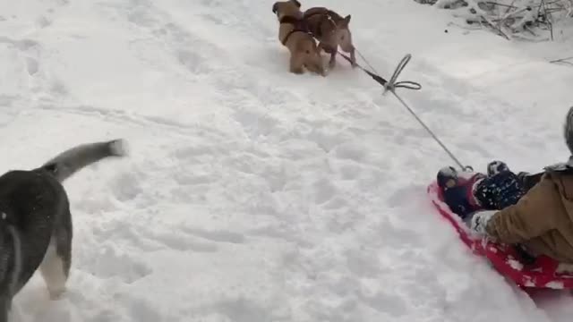 Puggle sled team