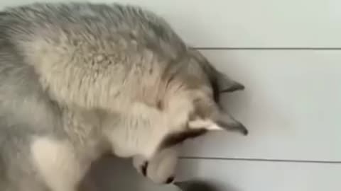 A Gentle husky love's a little cute cat