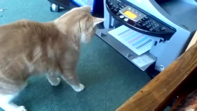 Funny cat encounter with fax machine!