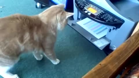 Funny cat encounter with fax machine!