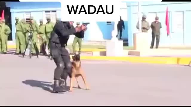 Best police dog trained in the world