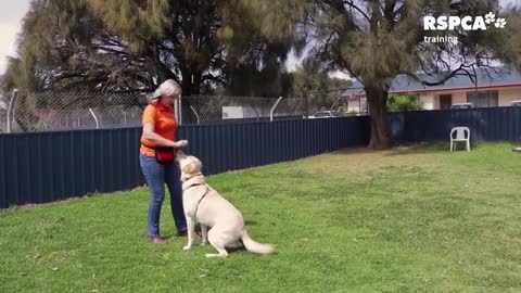 Dog training video