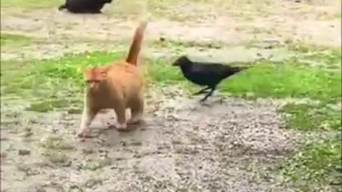 Funny animals video