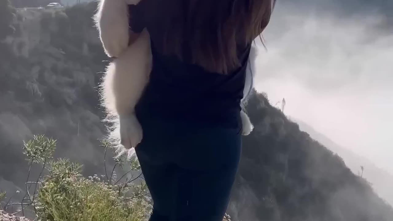 Cute dog