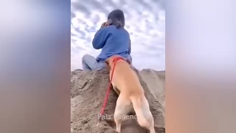 Funny dog