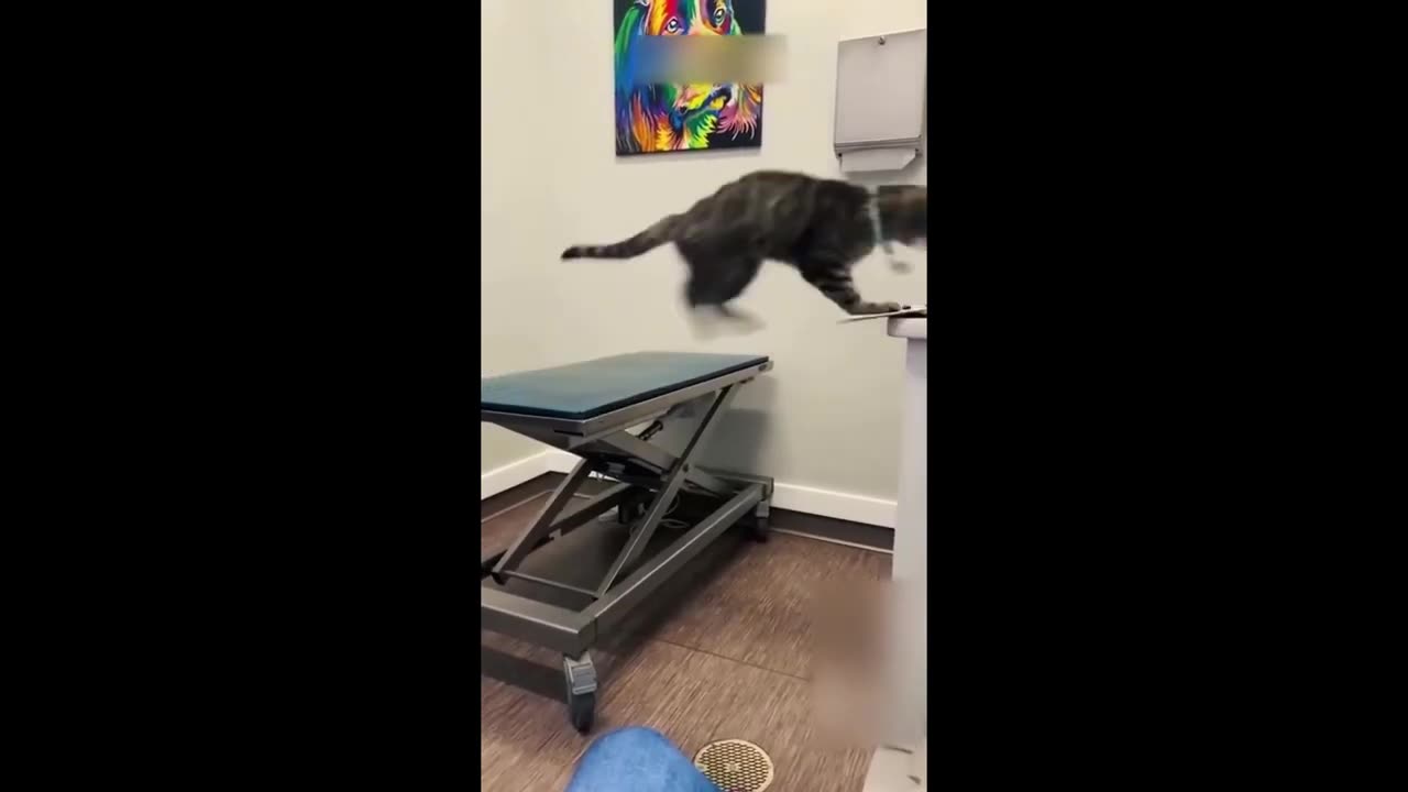 Funny animal videos 2023 - Funny cats/dogs - Funny animals Part78/Haypyy Pett