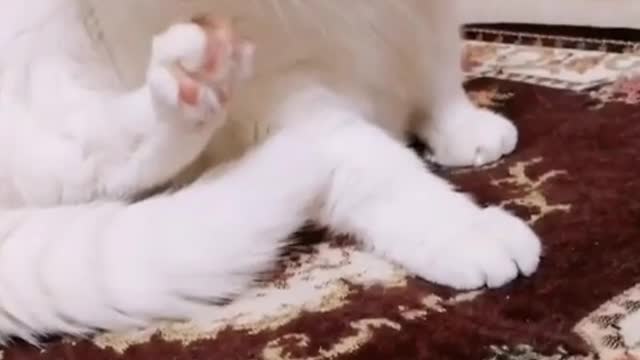 Cute Kitty