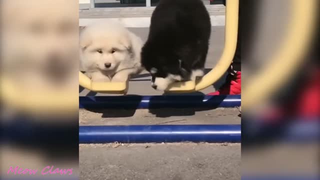 **TOO CUTE** Fluffy CLUMSY ALASKAN puppies falling EVERYWHERE!!