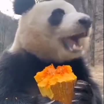 So good appetite of panda makes people envy