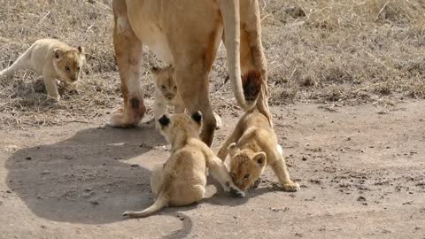 ADORABLE! SIX LION CUBS enjoy their first outdoor adventure