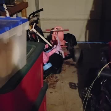 Boots loves playing in the garage