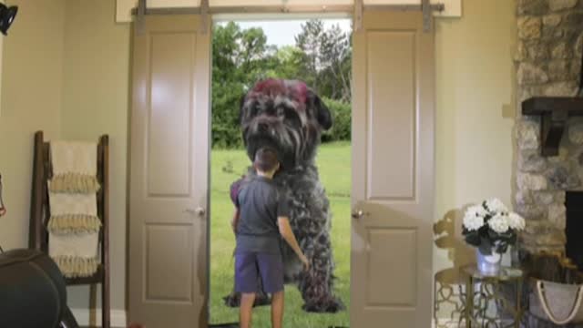 Cam Discover Giant Dog