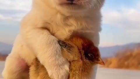 The dog shivers with cold to use the body to protect the chicken