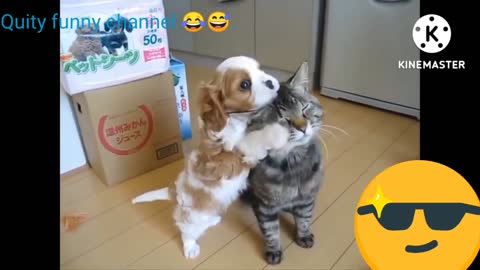 Funny dogs and cats😁😆