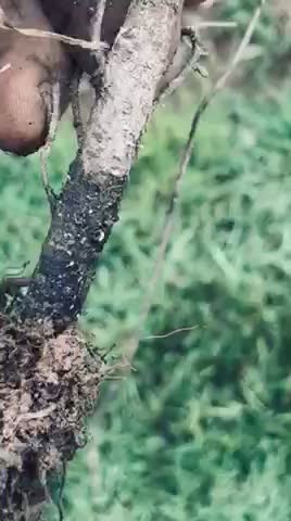 Why this spruce tree seedling died…