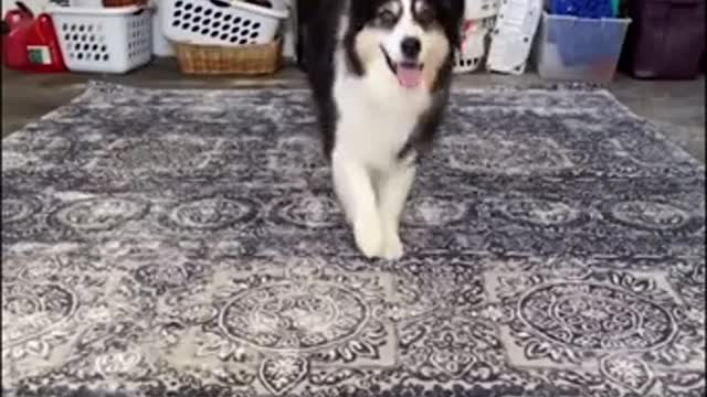 funny dog videos