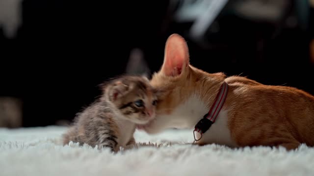 Baby cat and mom cat loving