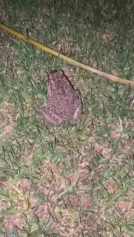 Cute fog in a hotel in Marrakesh