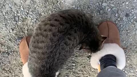 catmom cat mum love kitten travel