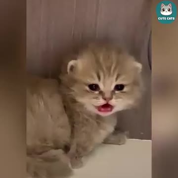 Cute funny cats on camera.