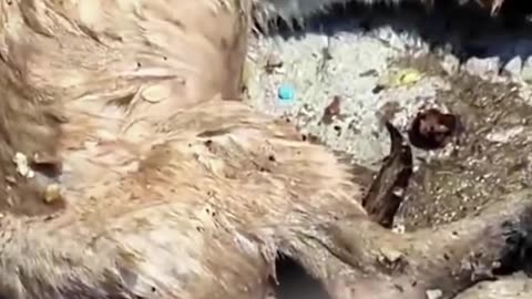 Heartbreaking Rescue: Dog Saved from Trash Bin After Horrible Treatment 🐾💔