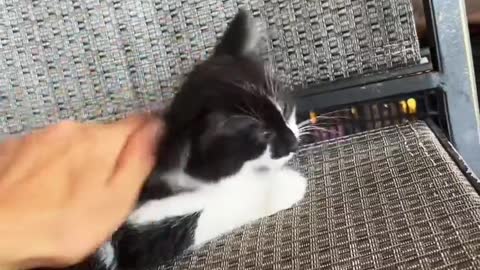 🐱 cat is amazing video