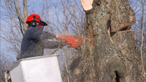 Orrala Tree Services - (630) 912-6592