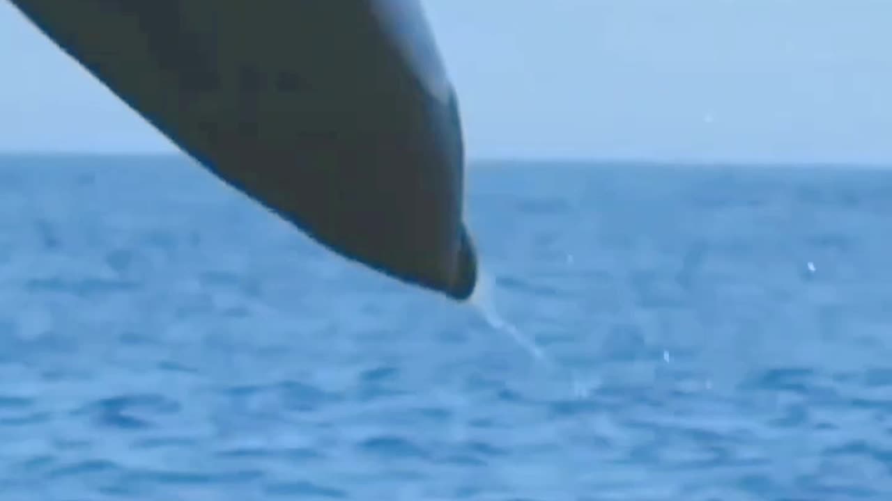 Majestic Dolphin Leaps into the Air