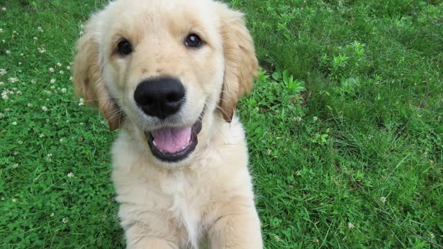 Dogs and puppies so cute and cuddly