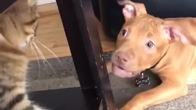 Wholesome video of cat and dog playing.