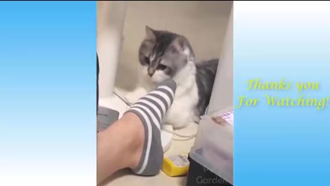 funny cats