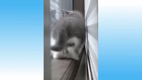 Cat Walking Backwards