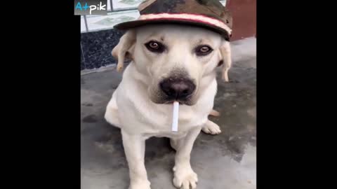 Dog try to smoke