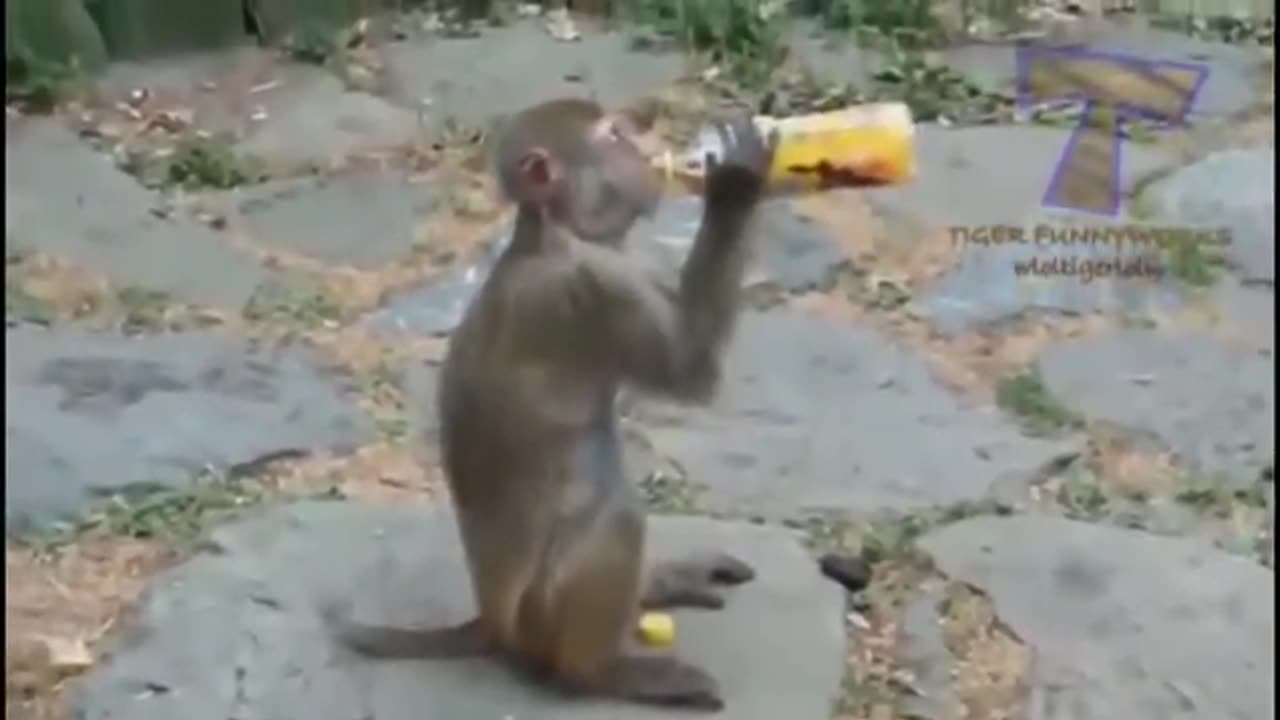 Funny animal video p.2