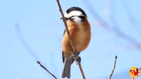 Deep look into the nature . Amazing video with simple bird .