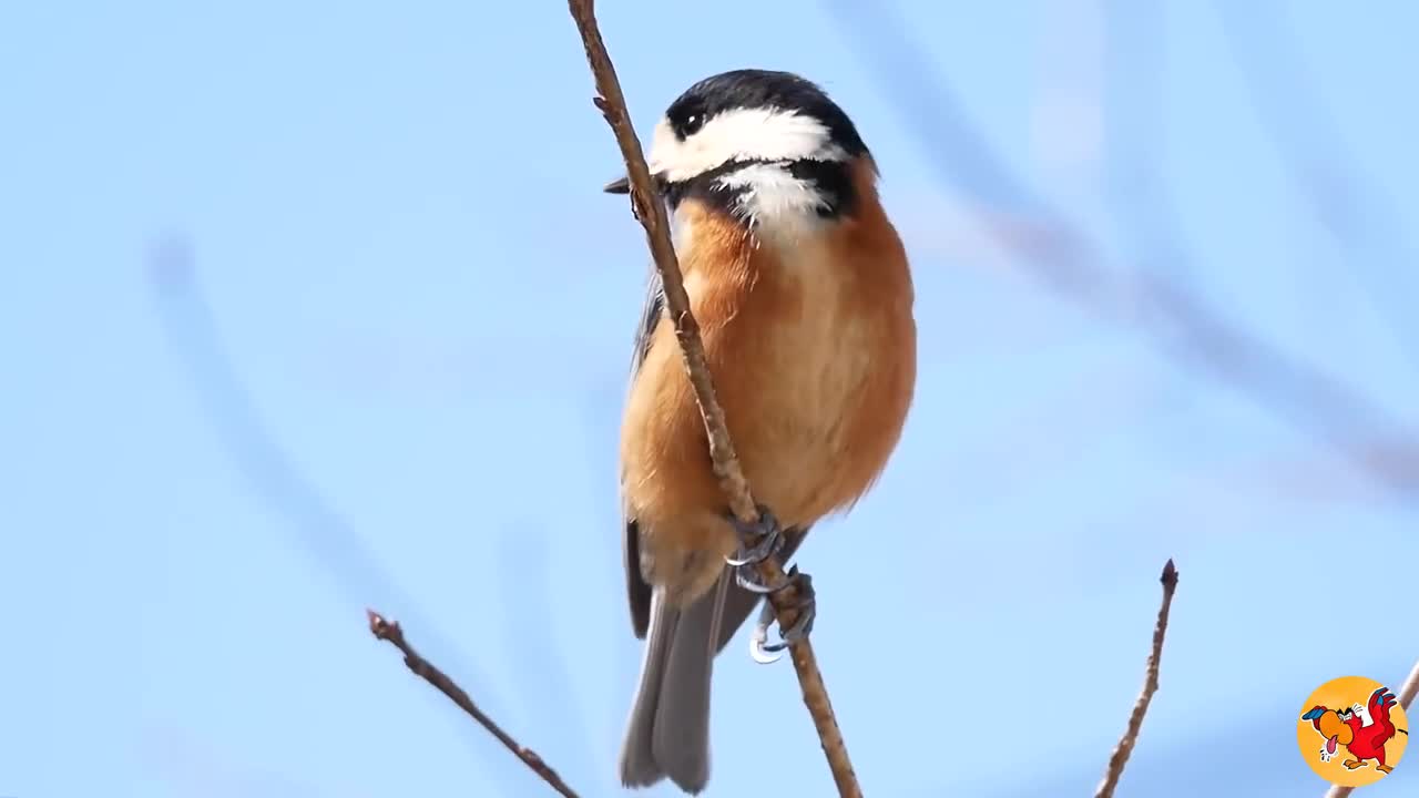 Deep look into the nature . Amazing video with simple bird .