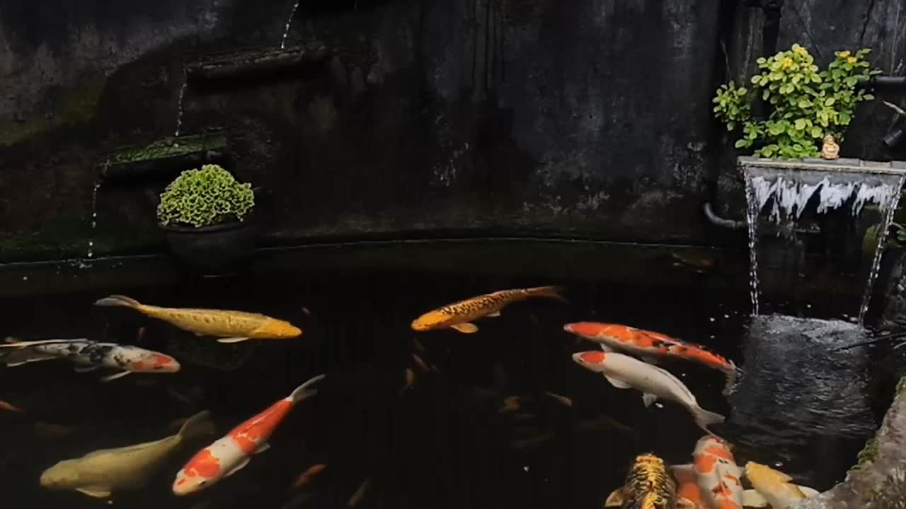 Koi pond