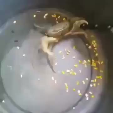 Crab Brings Knife To A Finger Fight 😂