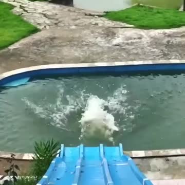 Prank with dog on slide dog in swimming pool funny dog prank
