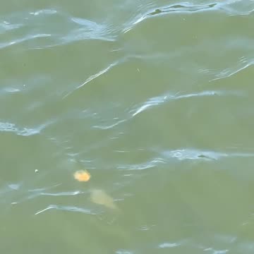 DO YOU LIKE JELLYFISH?