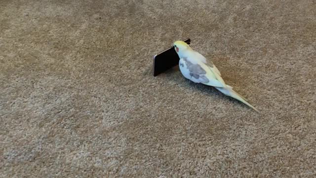 Cockatiel Crazy for "Flip Phone"
