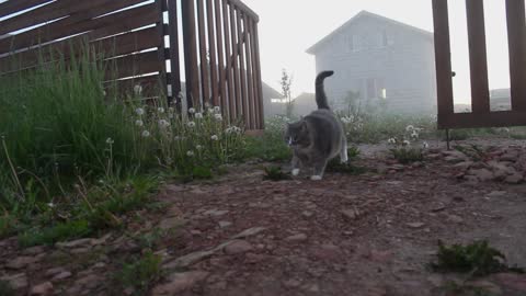 A Dog and a Cat Wandering Around