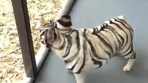 I don't know if this is a tiger, or a zebra ?