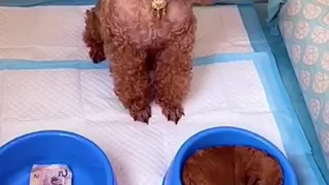 CUTE DOGS TIKTOK