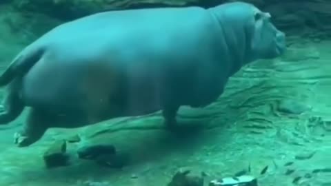 Hippo swimming 🦛