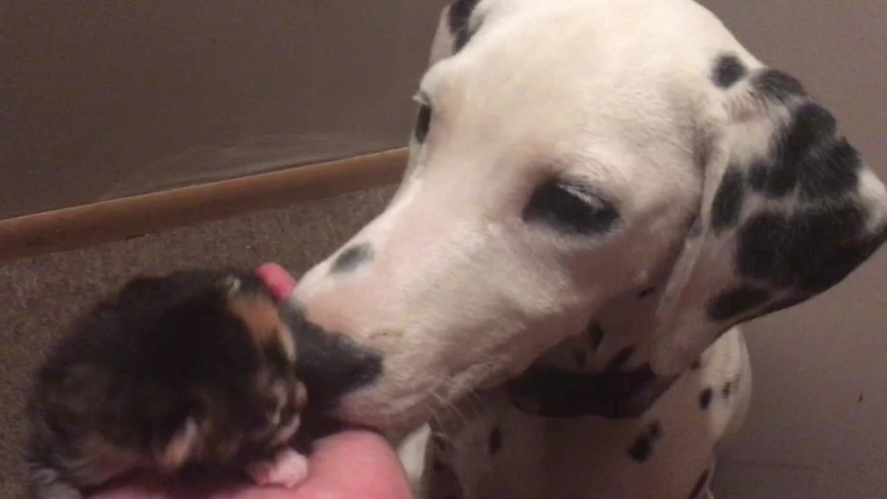 Dalmatian puppy meets newborn foster kitten