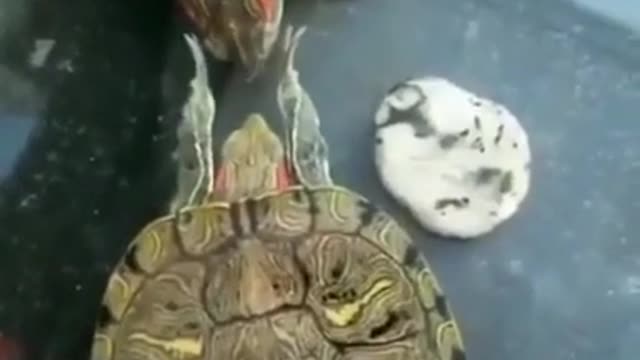 Turtle gently touching a female turtles face..to mate with it