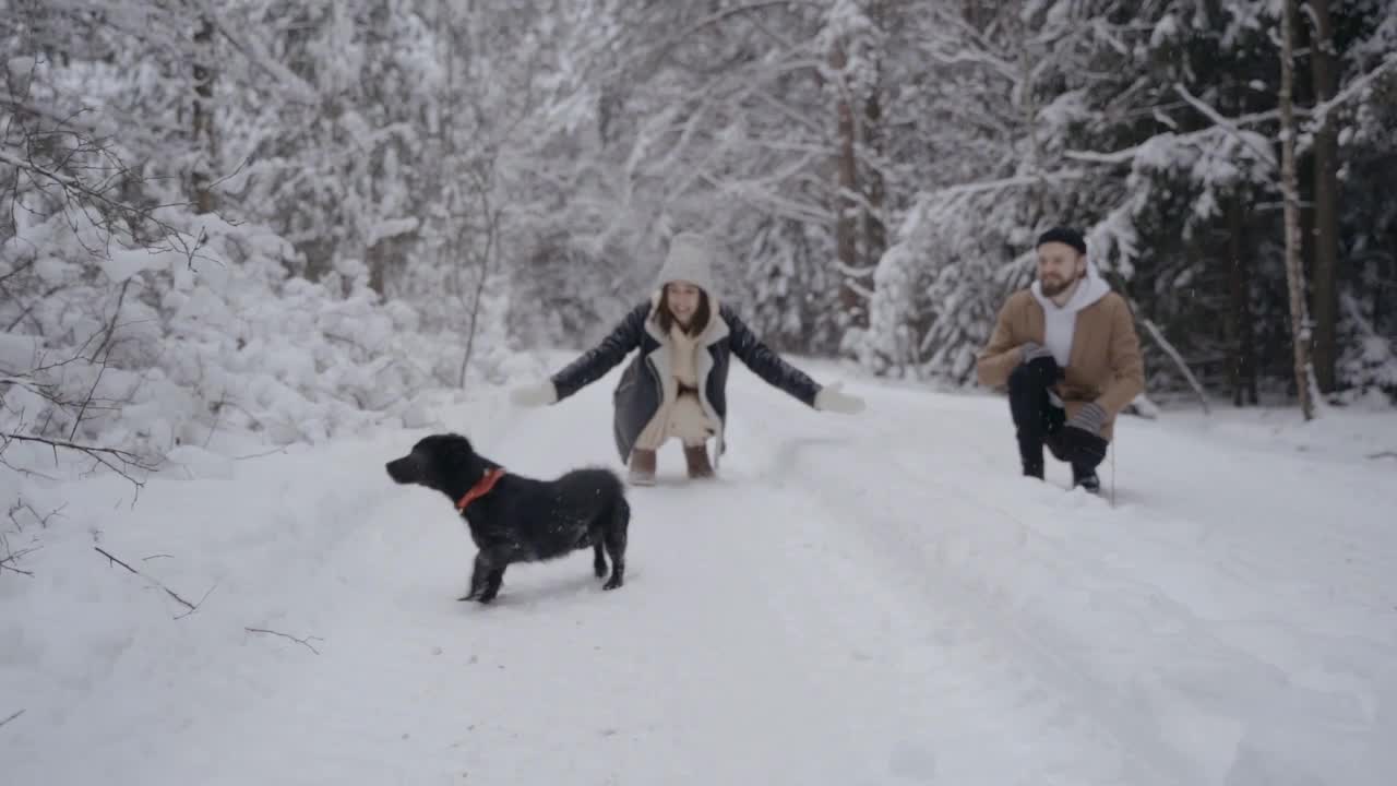 Dog Enjoying the snow falling and Jumping