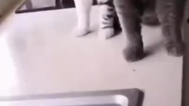 THE FUNNIEST ANIMALS | Funny animal video